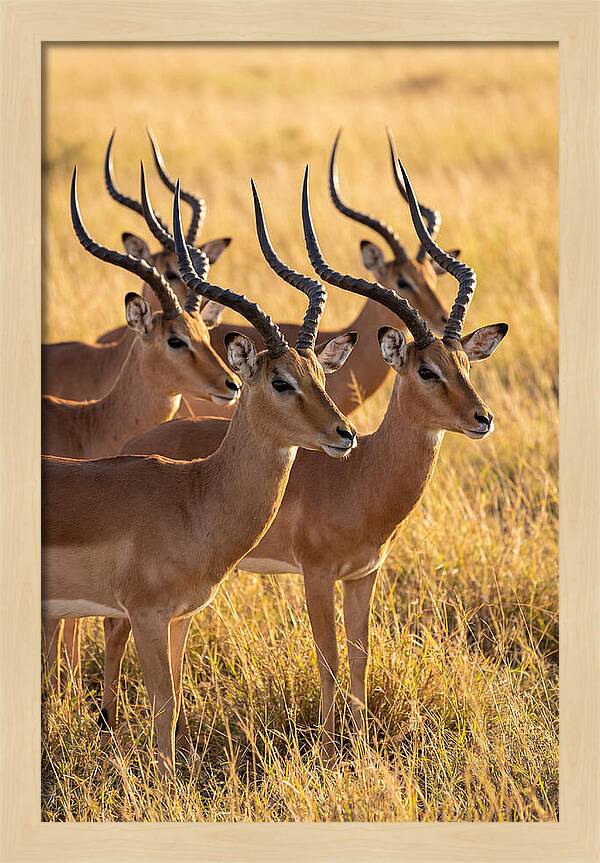 African Impala Bachelor Herd