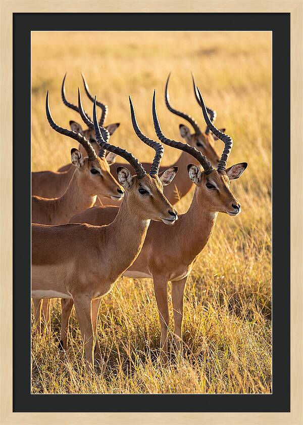 African Impala Bachelor Herd