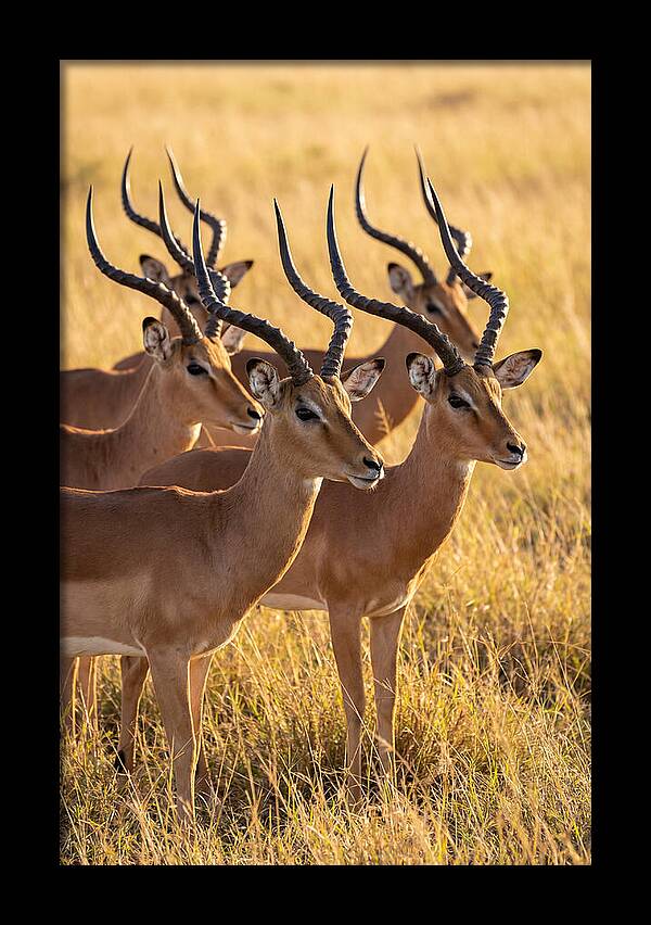 African Impala Bachelor Herd