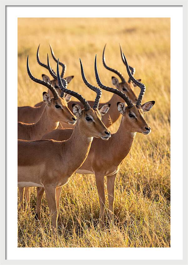 African Impala Bachelor Herd