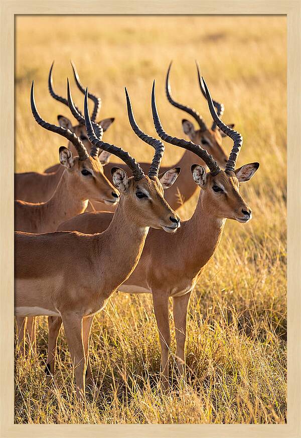African Impala Bachelor Herd