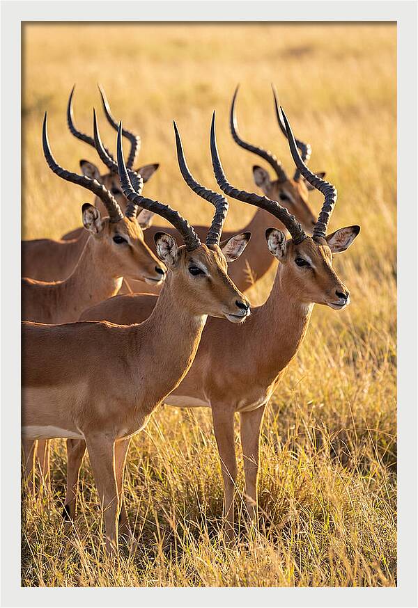 African Impala Bachelor Herd