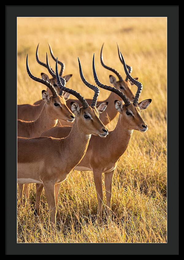 African Impala Bachelor Herd