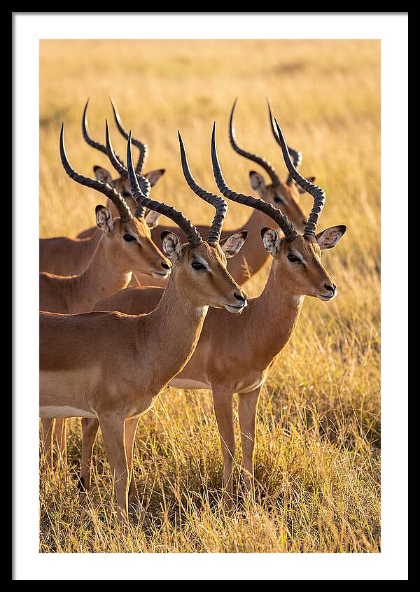 African Impala Bachelor Herd