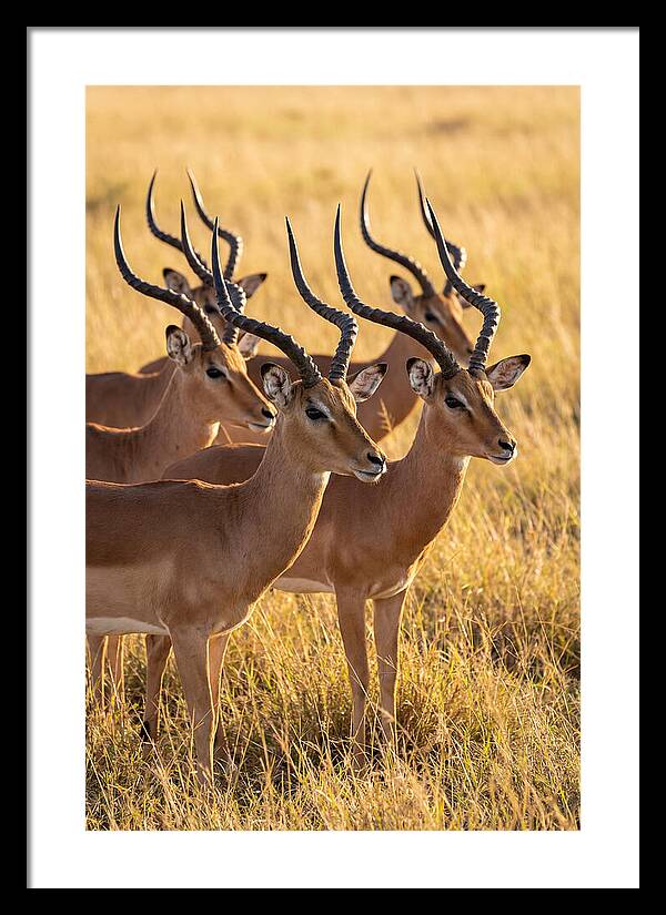 African Impala Bachelor Herd