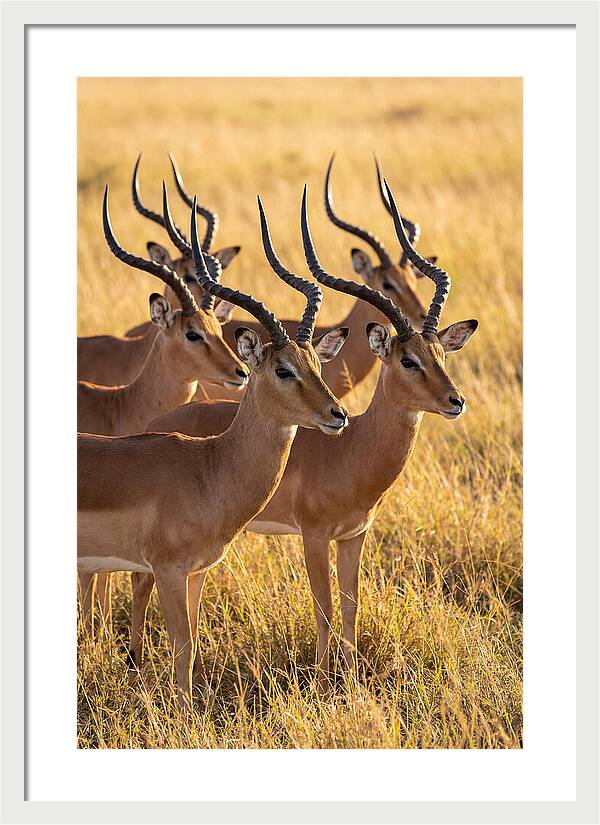 African Impala Bachelor Herd