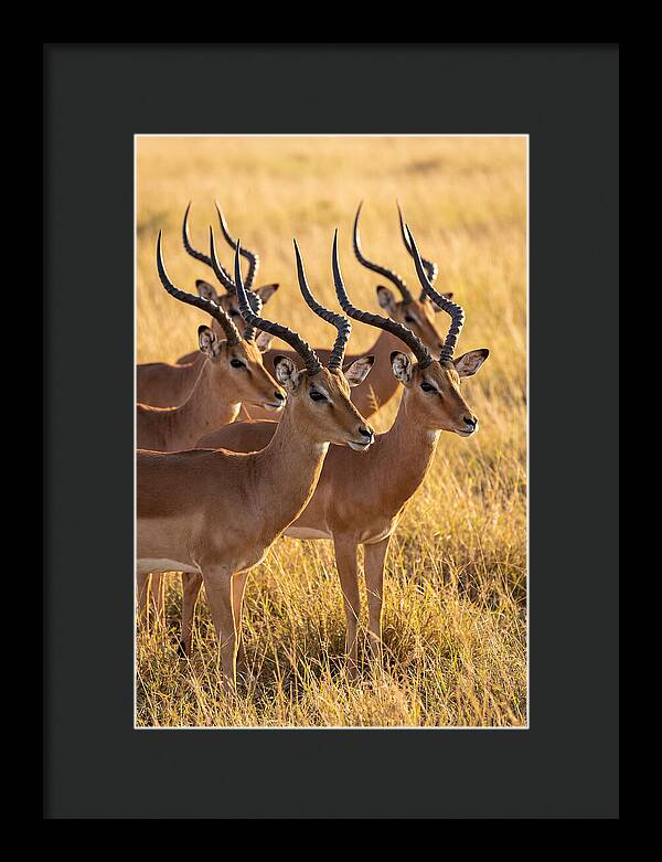 African Impala Bachelor Herd