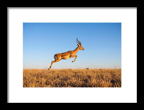 African Impala In Motion