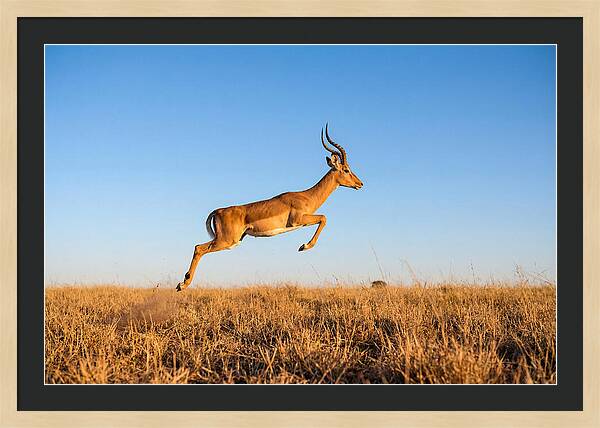 African Impala In Motion