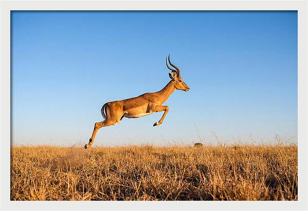 African Impala In Motion