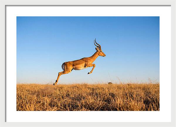 African Impala In Motion