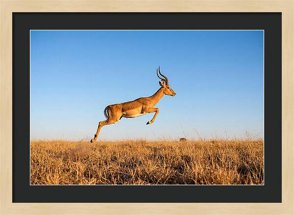 African Impala In Motion
