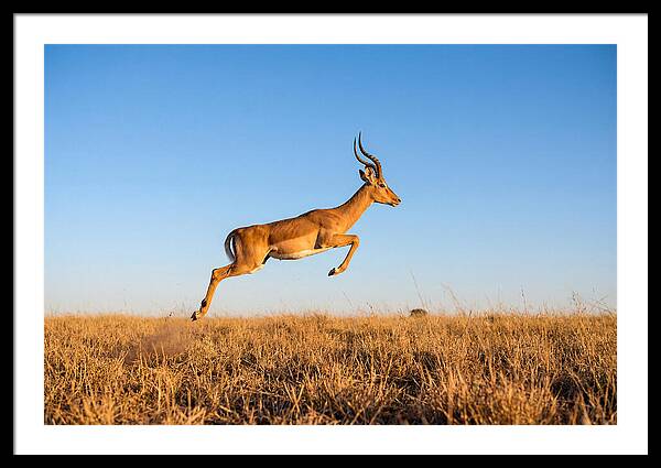 African Impala In Motion