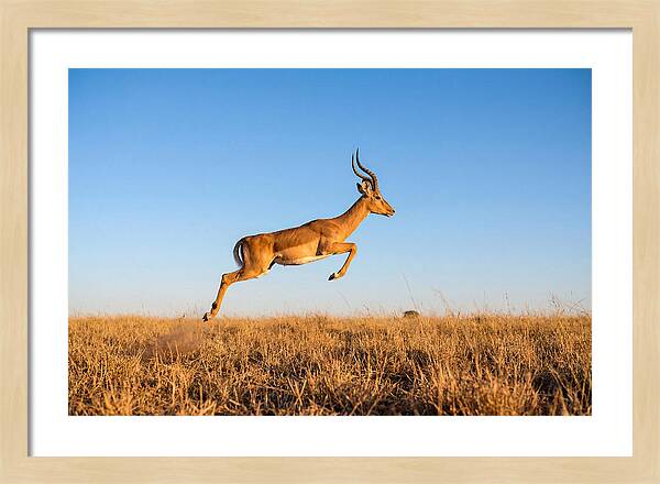 African Impala In Motion