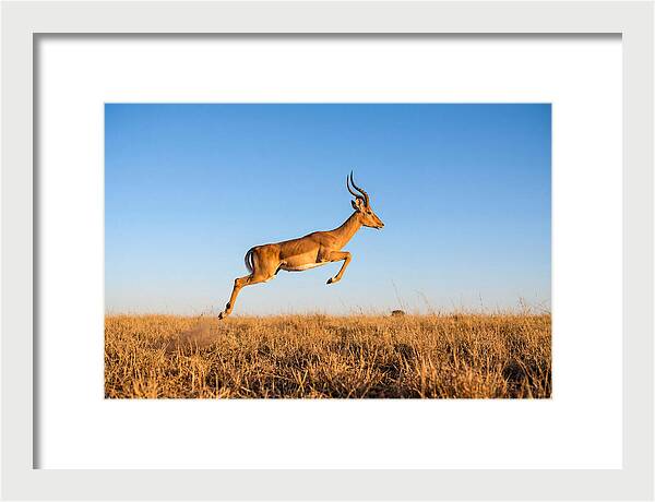 African Impala In Motion