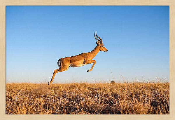 African Impala In Motion