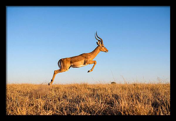 African Impala In Motion