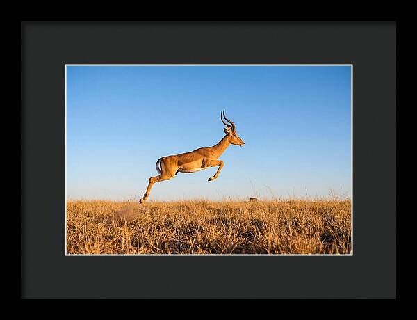 African Impala In Motion