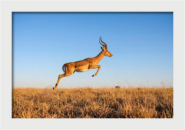 African Impala In Motion