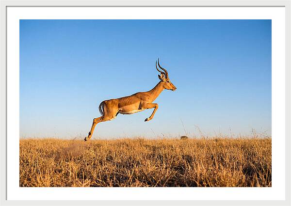 African Impala In Motion
