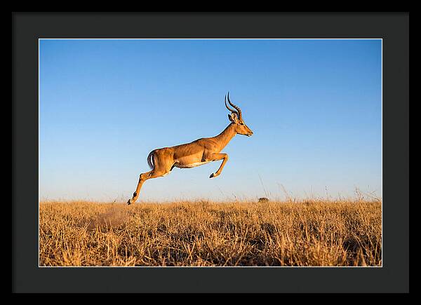 African Impala In Motion
