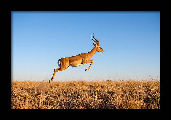 African Impala In Motion
