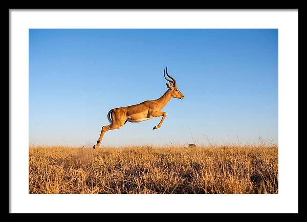 African Impala In Motion