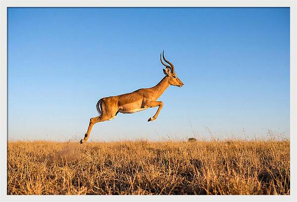 African Impala In Motion