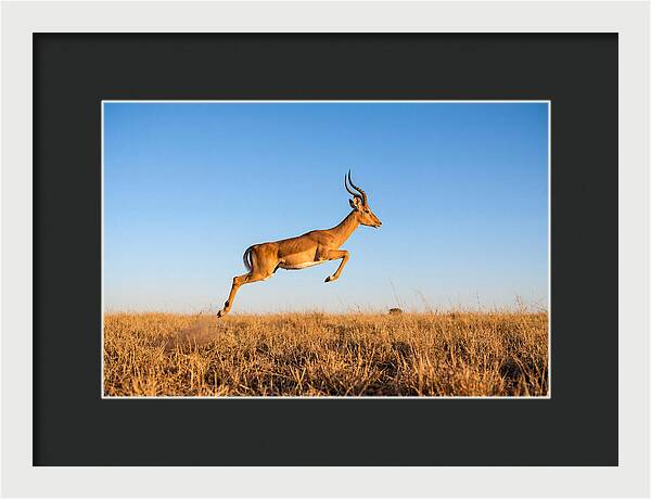 African Impala In Motion