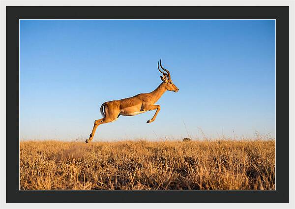 African Impala In Motion