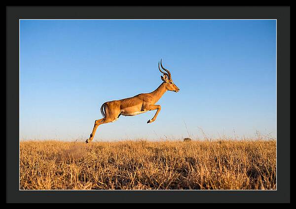 African Impala In Motion