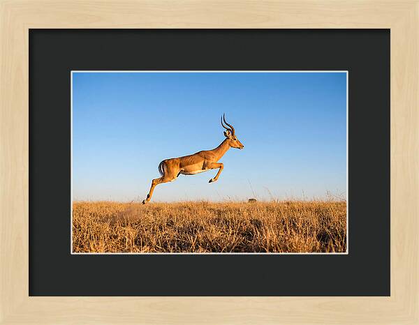 African Impala In Motion