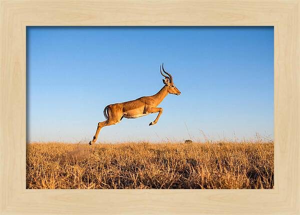 African Impala In Motion