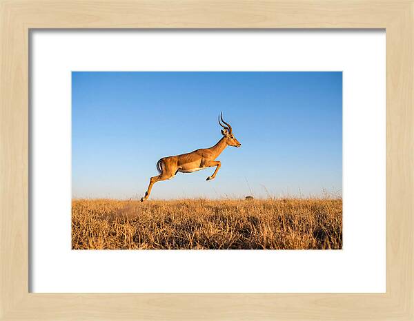 African Impala In Motion