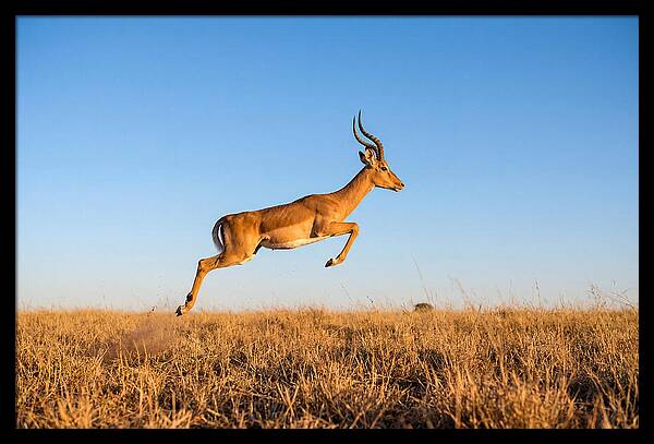 African Impala In Motion