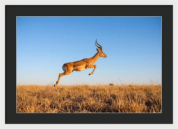 African Impala In Motion