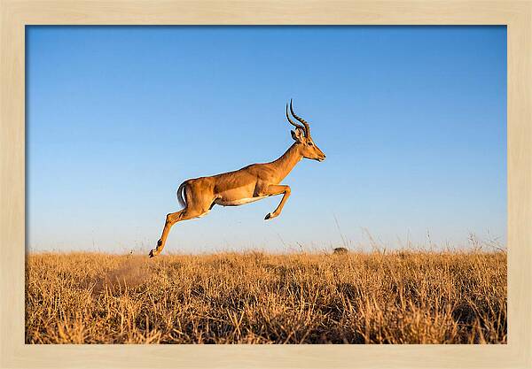 African Impala In Motion