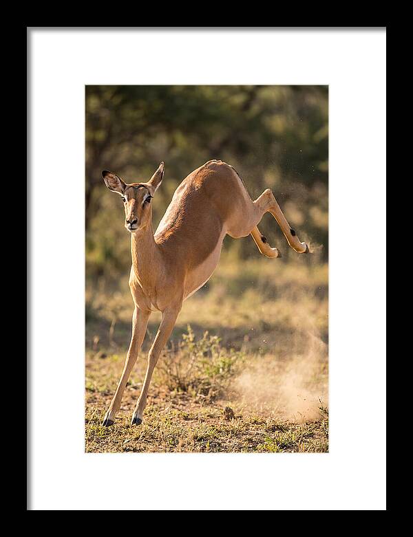 African Impala Leaping Escape