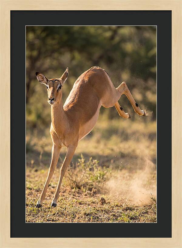 African Impala Leaping Escape