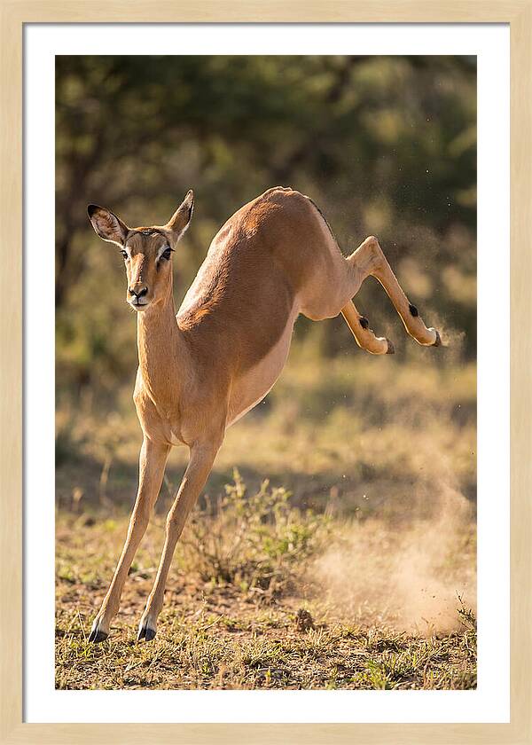 African Impala Leaping Escape