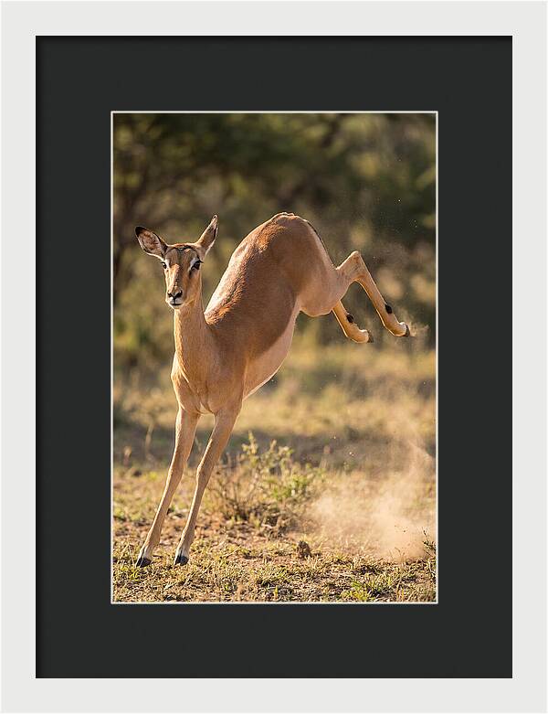 African Impala Leaping Escape