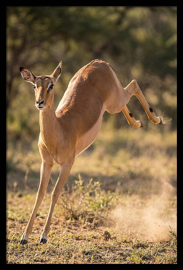 African Impala Leaping Escape