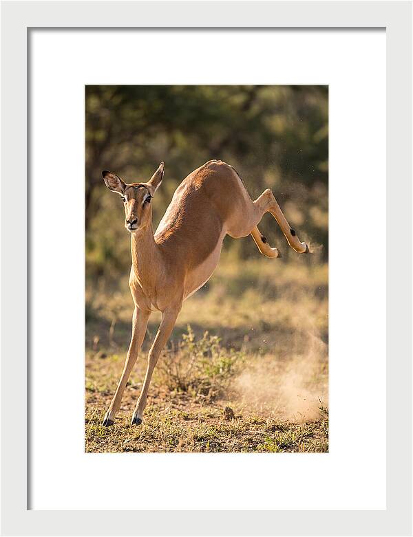 African Impala Leaping Escape