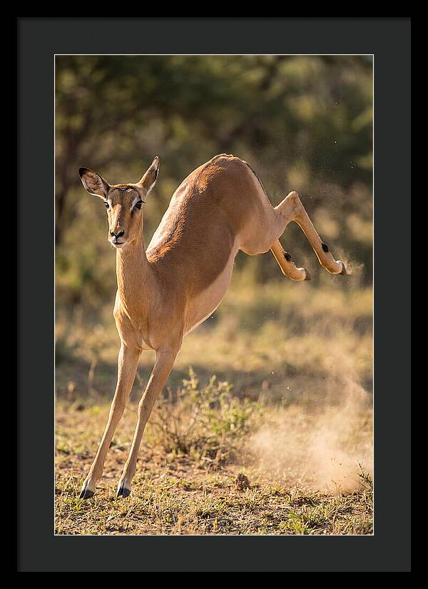 African Impala Leaping Escape