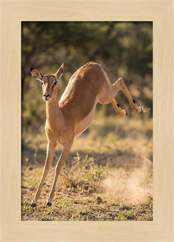 African Impala Leaping Escape