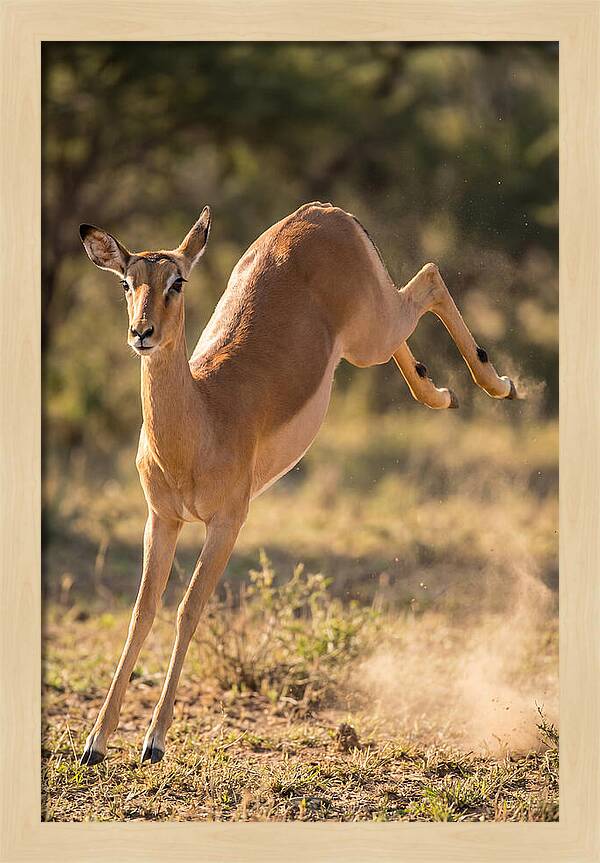 African Impala Leaping Escape