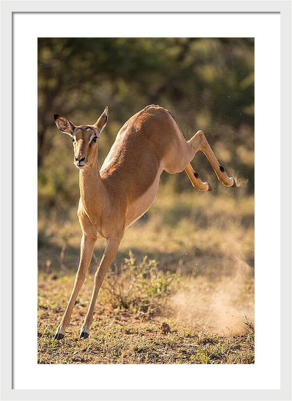 African Impala Leaping Escape