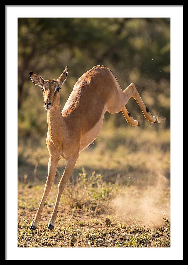 African Impala Leaping Escape
