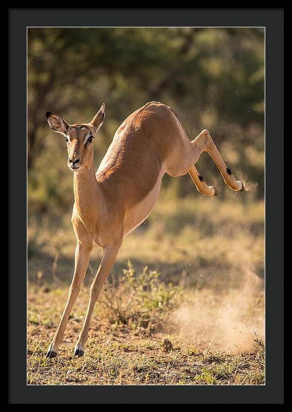 African Impala Leaping Escape