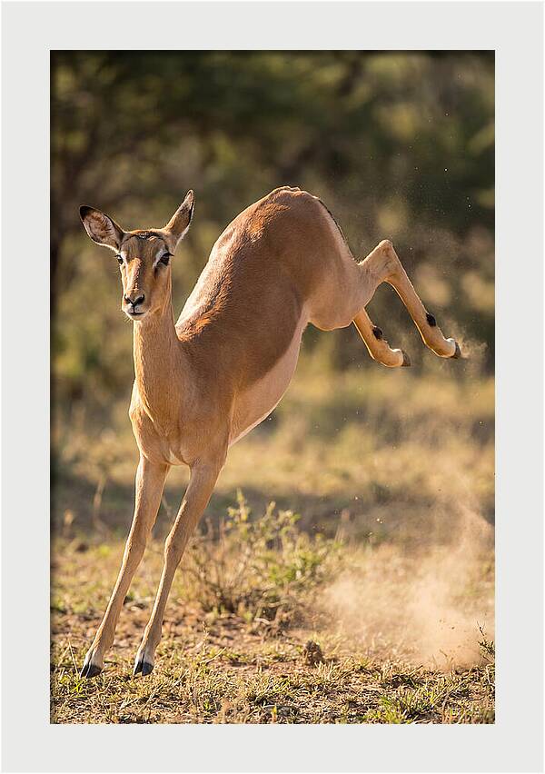 African Impala Leaping Escape